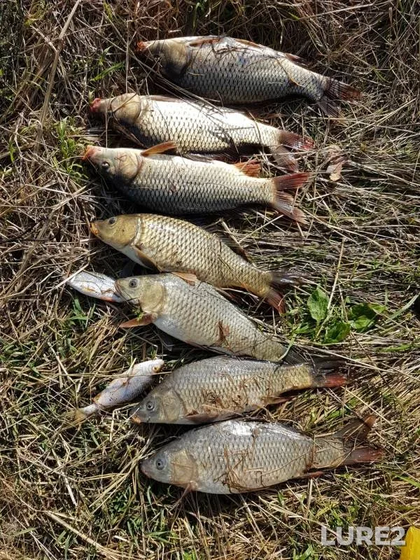 Carp, Roach — Udmurtskaya Respublika, Zavyalovskiy rayon, Aug 27, 2018
