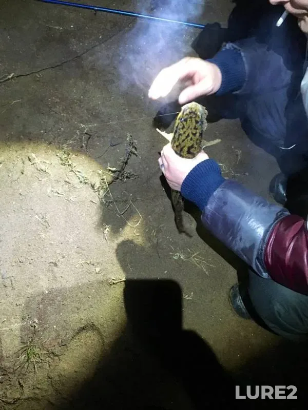 Burbot — Kama, Nov 02, 2018