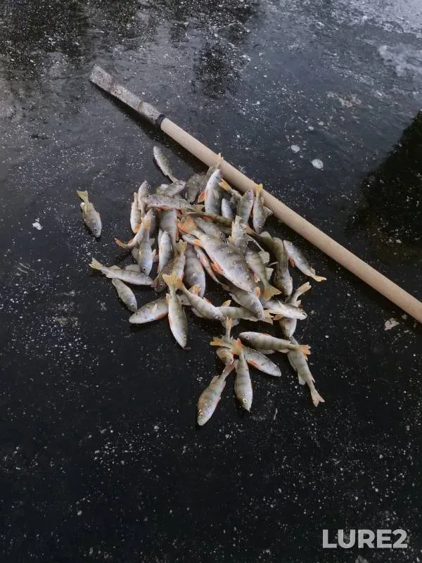 Perch — Karavayevka, Nov 11, 2018