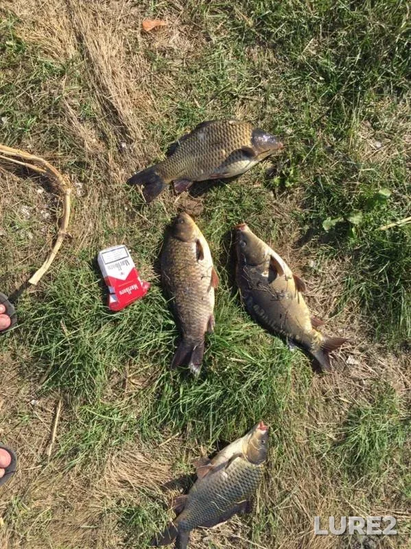 Carp — Voronezhskaya oblast, Aug 26, 2019
