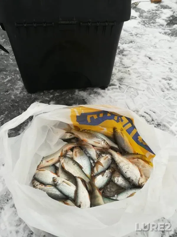 Roach — Udmurtskaya Respublika, Zavyalovskiy rayon, Nov 18, 2018