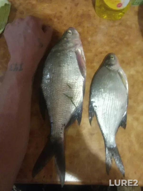 Bream — Izh, May 25, 2019