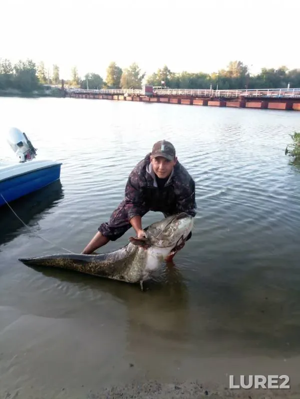Wels catfish — Don, Aug 26, 2019