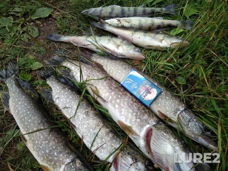 Pike — Izh, Jul 09, 2019