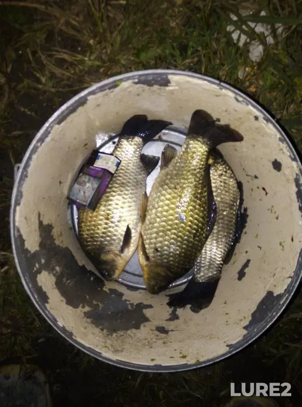 Crucian carp — Don, Aug 26, 2019