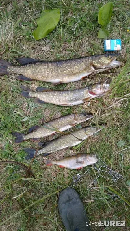 Perch, Pike — Selyava, Jun 06, 2017