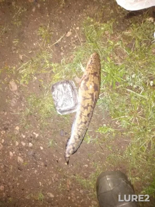 Burbot — Zatolych, May 18, 2019