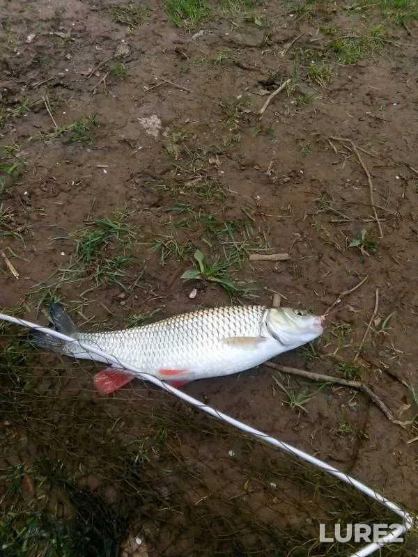 Chub — Yayva, May 29, 2019