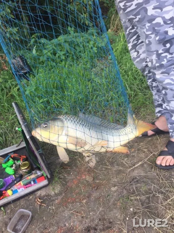 Carp, Crucian carp — Don, Aug 24, 2019