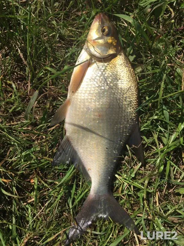 Bream — Kama, Jun 09, 2019