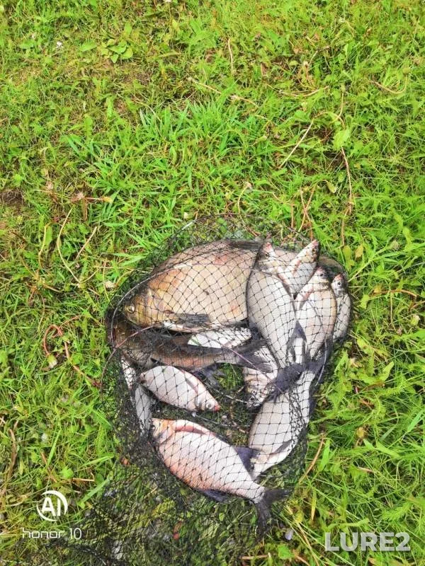 Bream — Chyornaya rechka, Jun 11, 2019
