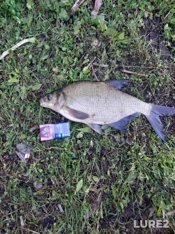 Bream — Permskiy kray, Jun 12, 2019