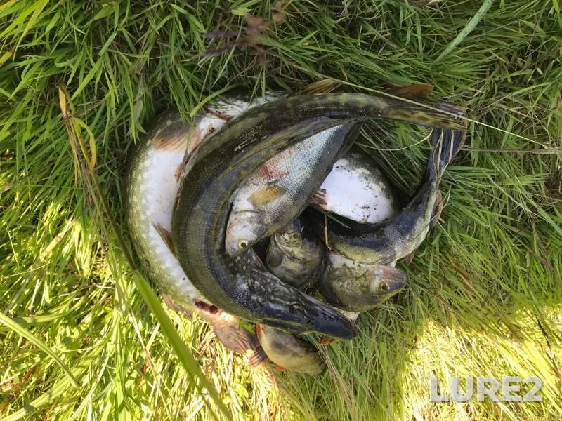 Perch, Pike — Zyryanka, Jun 22, 2019