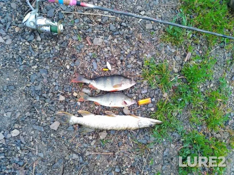Perch, Pike — Zyryanka, Jun 30, 2019