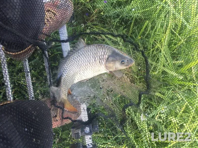 Carp — Polazna, Jul 06, 2019