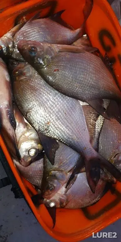 Bream — Sіverskiy Donets / Severskiy Donets, Jan 18, 2019