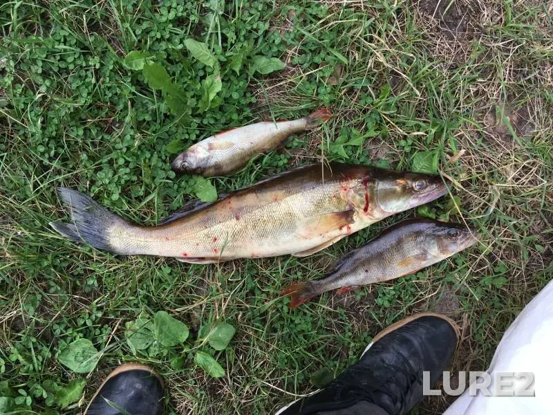 Perch, Zander — Usolka, Jul 10, 2019
