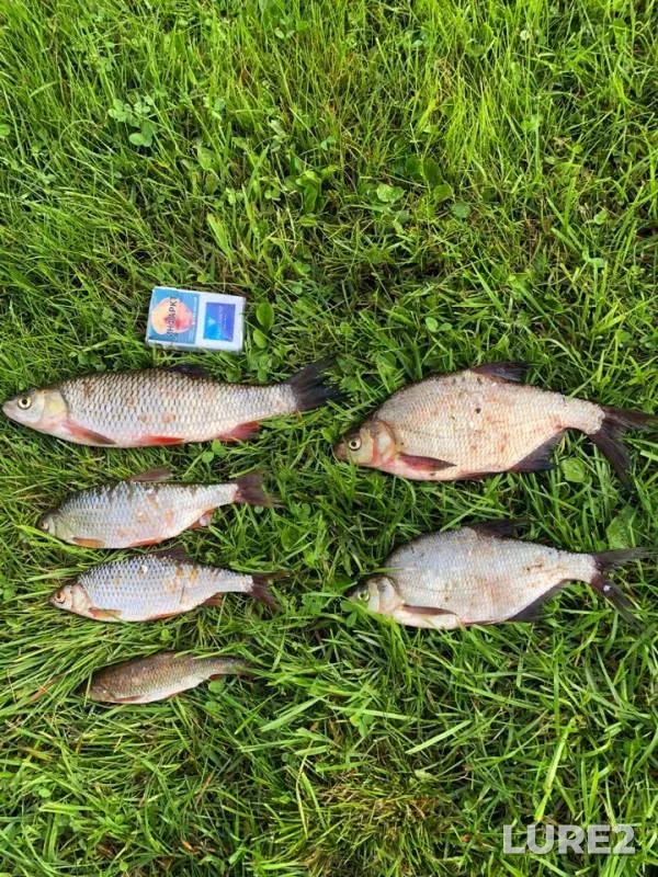 Bream, Chub — Yayva, Jul 12, 2019