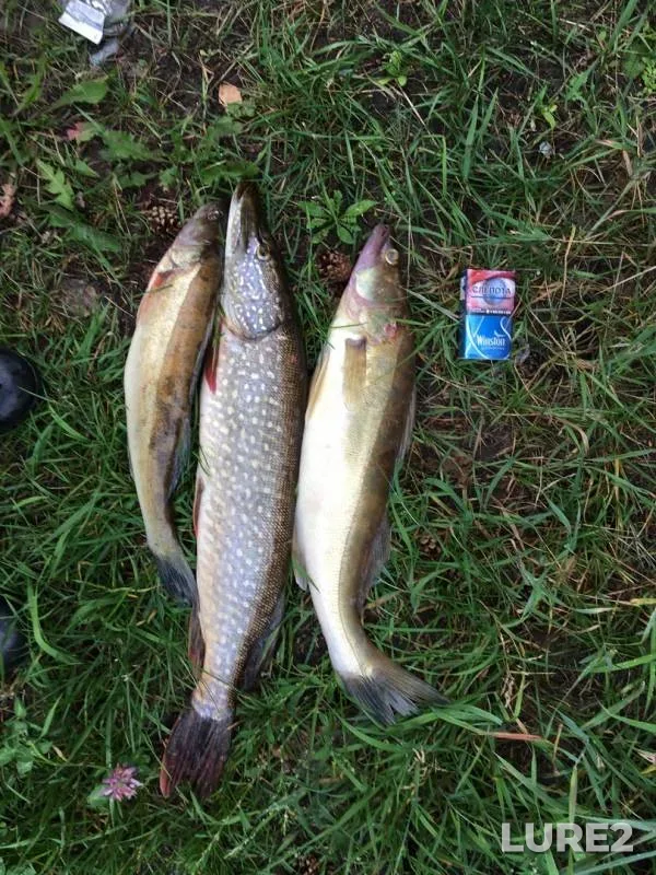 Pike, Zander — Usolka, Jul 27, 2019