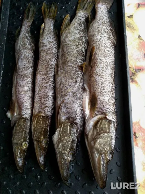 Pike — Kama, Jul 29, 2019
