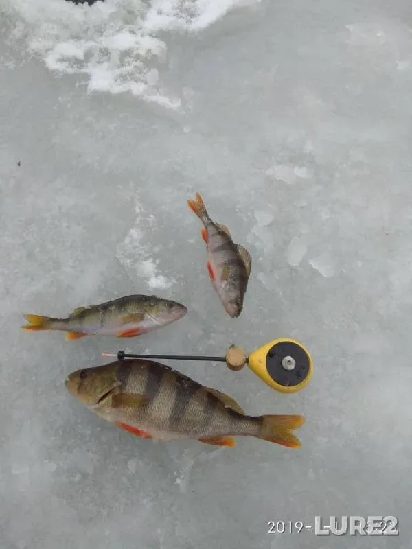 Perch — Chyornaya Kalitva, Jan 11, 2019