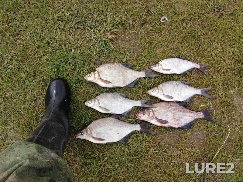 Bream — Kama, Aug 20, 2019