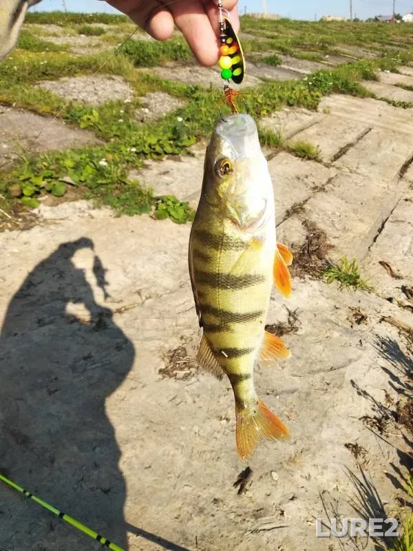 Perch — Zyryanka, Sep 06, 2019