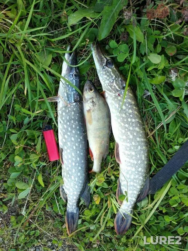 Perch, Pike — Zyryanka, Sep 06, 2019