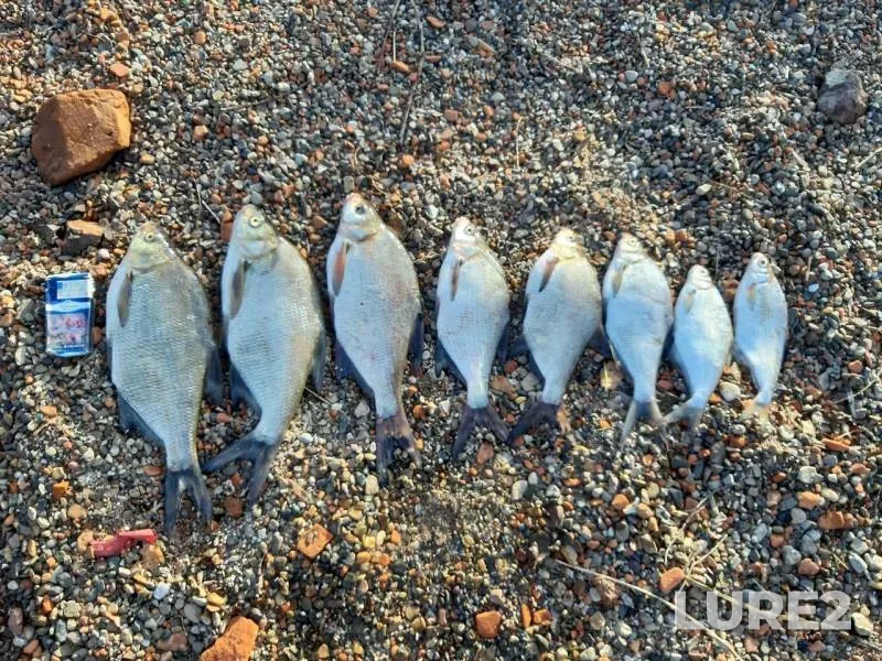 Bream — Pyskorka, Sep 07, 2019