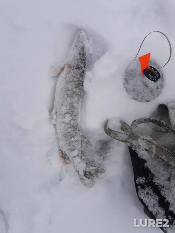 Pike — Don, Jan 03, 2019