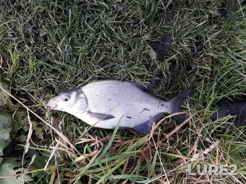 Bream — Kama, Sep 19, 2019