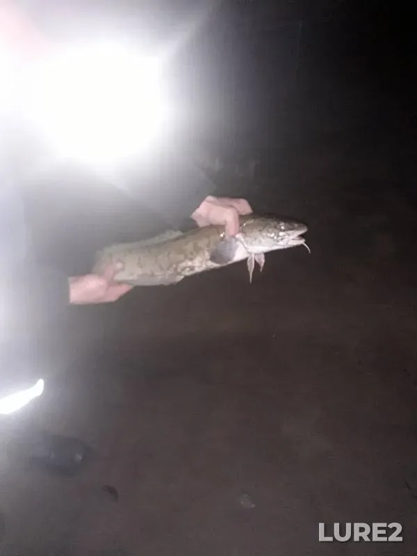 Bream, Burbot — Staraya Vilva, Sep 23, 2019