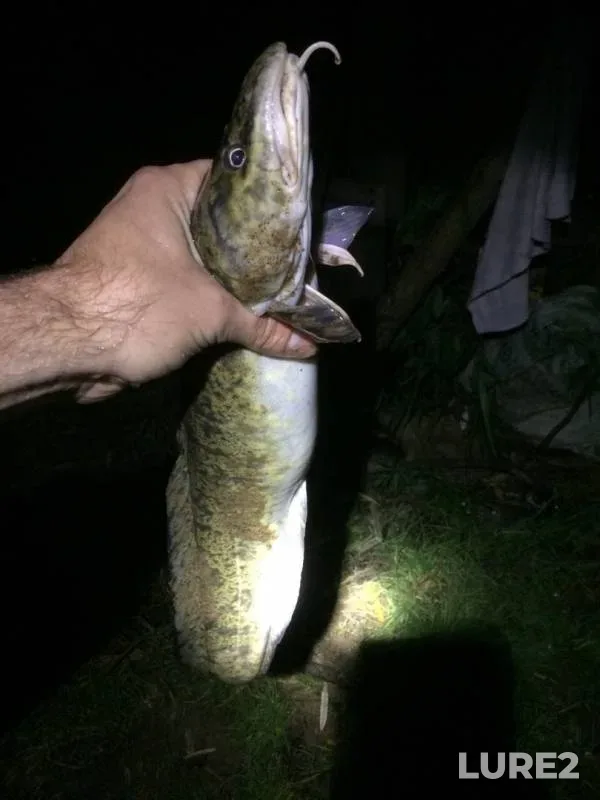 Burbot — Kama, Oct 04, 2019