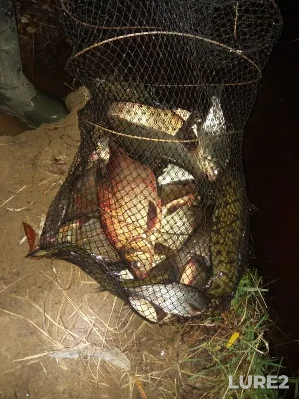 Bream, Burbot — Kama, Oct 08, 2019