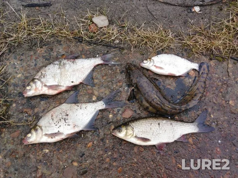 Bream, Burbot — Kama, Oct 11, 2019