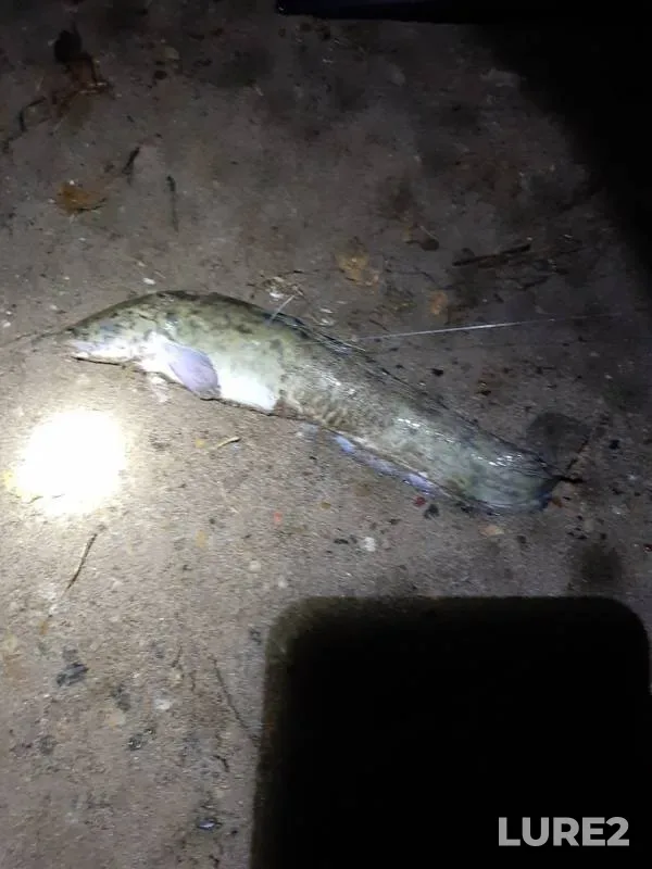 Burbot — Kama, Oct 11, 2019