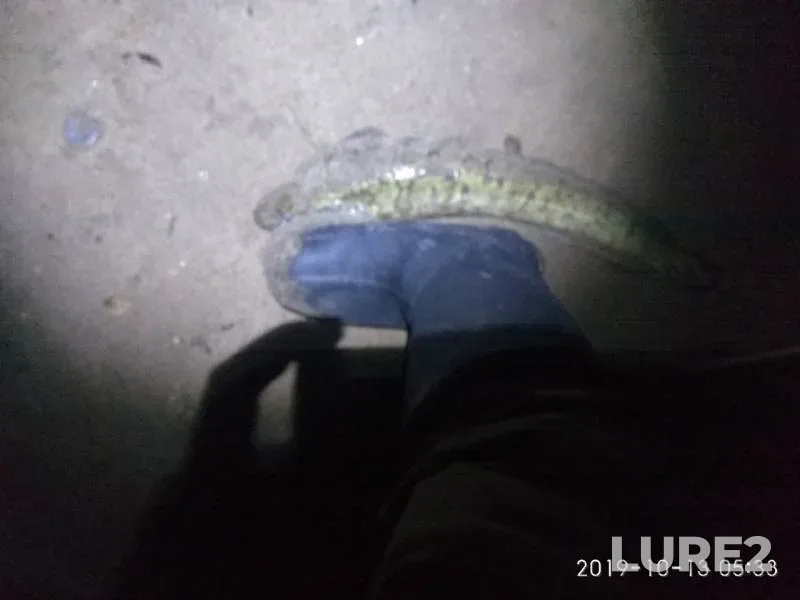 Burbot — Kama, Oct 13, 2019
