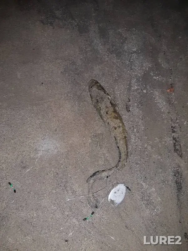 Burbot — Kama, Oct 15, 2019