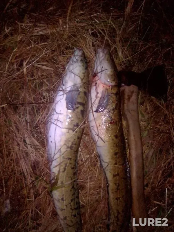 Burbot — Kama, Oct 16, 2019