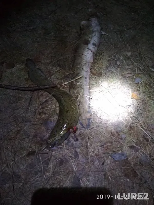 Burbot — Kama, Oct 19, 2019