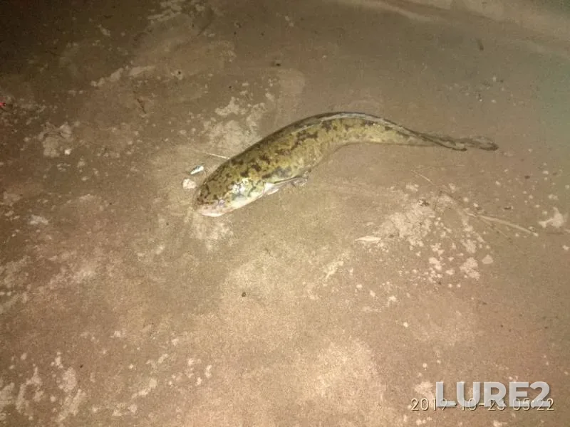 Burbot — Kama, Oct 23, 2019