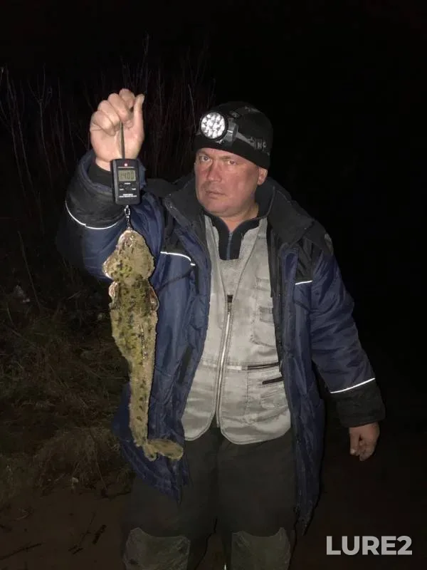 Burbot — Kama, Oct 25, 2019