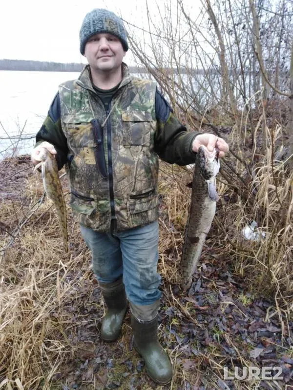 Burbot — Kama, Oct 26, 2019