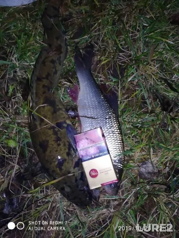 Burbot, Ide — Kama, Oct 26, 2019