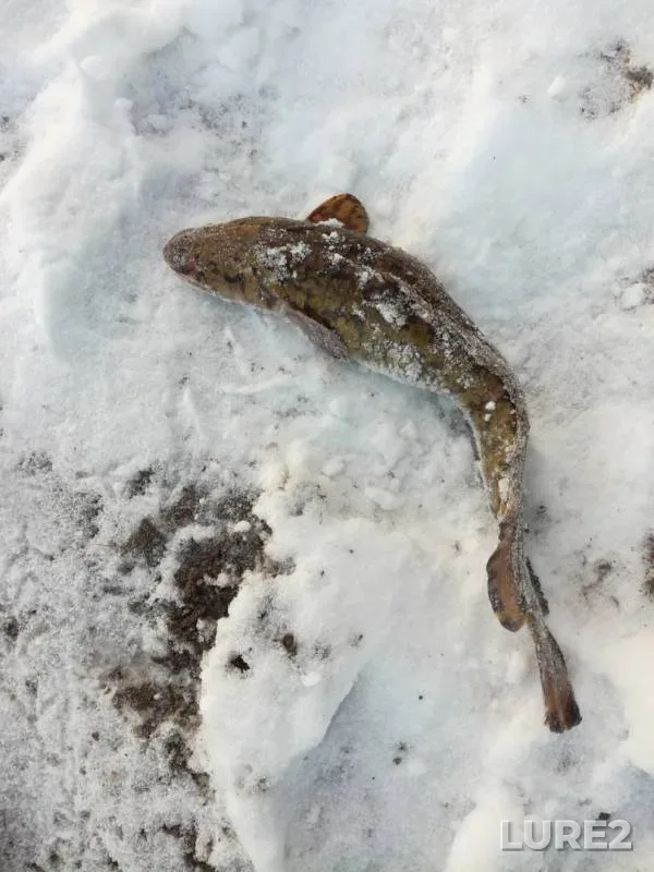 Burbot — Ogurdinka, Oct 30, 2019