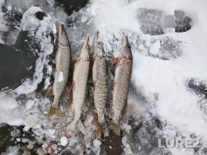 Pike — Tolych, Nov 03, 2019
