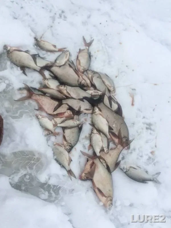 Bream — Sіverskiy Donets / Severskiy Donets, Dec 10, 2018