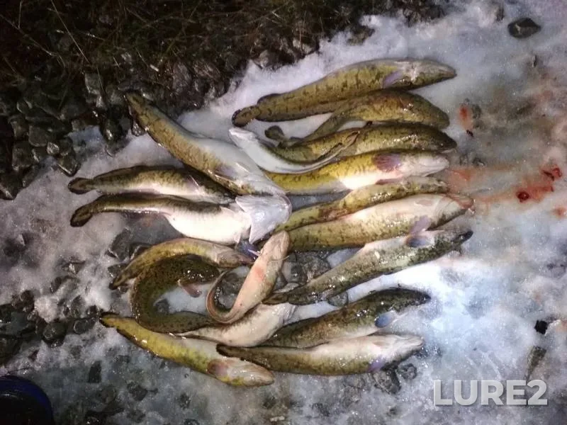 Burbot — Zyryanka, Nov 06, 2019