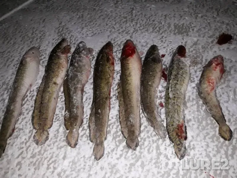 Burbot — Kama, Nov 09, 2019