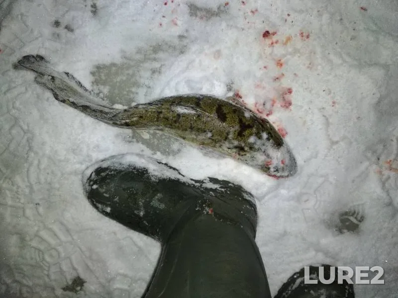 Burbot — Zyryanka, Nov 10, 2019
